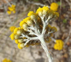 Helichrysum anomalum