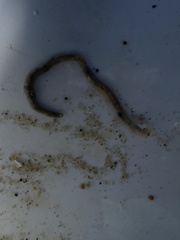 Glyceridae
