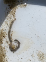 Glyceridae