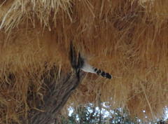 Polihierax semitorquatus