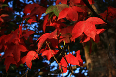Acer calcaratum