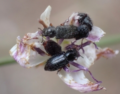 Asydates grandiceps