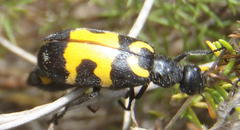 Hycleus lunatus