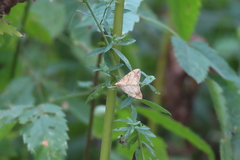 Evergestis pallidata