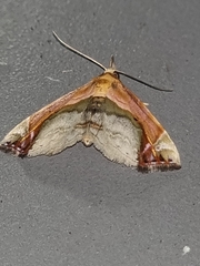 Lophoruza pulcherrima