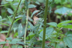 Evergestis pallidata