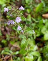 Clinopodium umbrosum