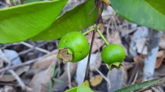 Psidium firmum