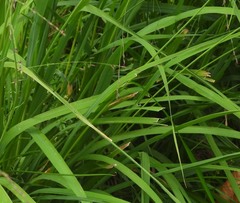 Glyceria notata