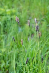 Alopecurus magellanicus