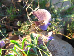 Lotononis complanata