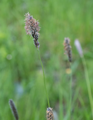 Alopecurus magellanicus