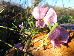 Lotononis complanata