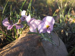 Lotononis complanata