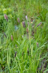 Alopecurus magellanicus