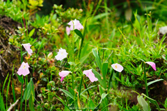Boesenbergia thailandica