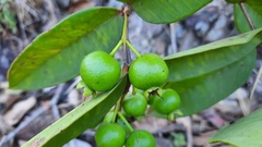 Psidium firmum