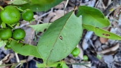 Psidium firmum