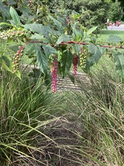 Phytolacca americana