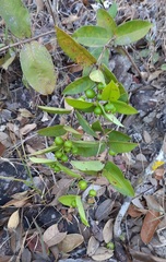 Psidium firmum