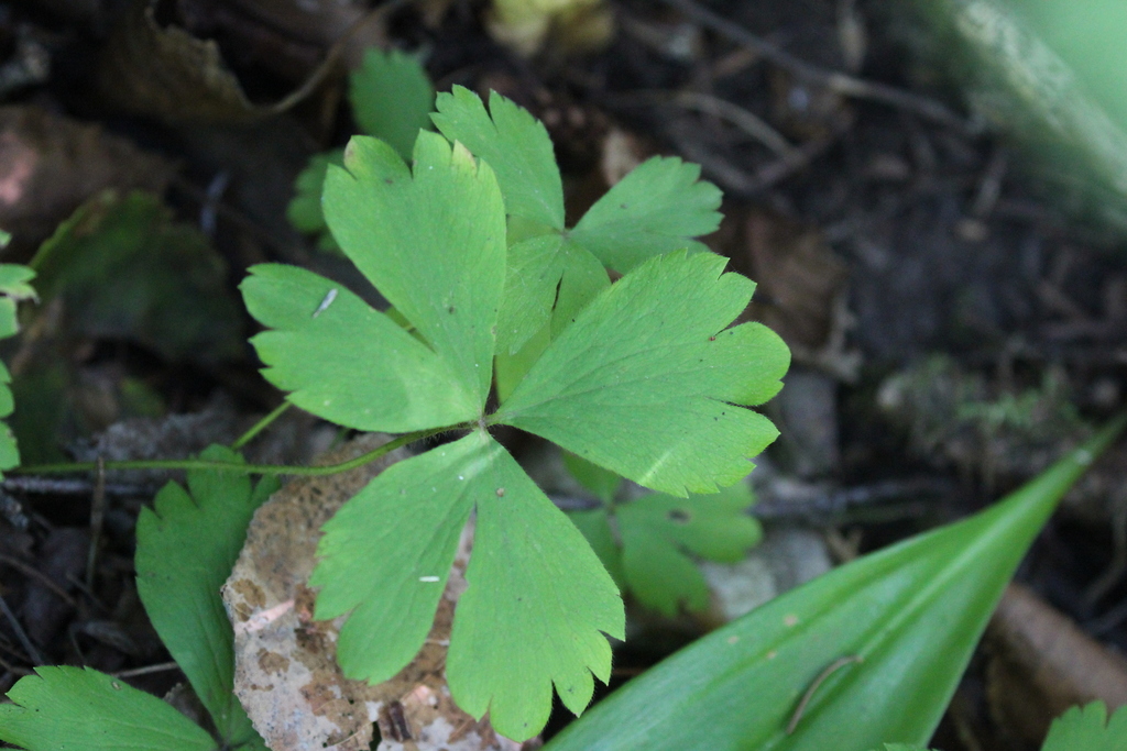 Anemone quinquefolia; photograph Rob Foster, CC BY, iNaturalist via GBIF