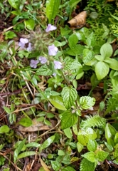 Clinopodium umbrosum