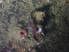 Gobius xanthocephalus