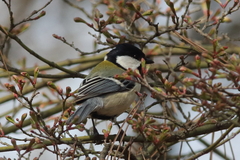 Parus minor