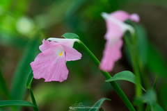 Boesenbergia thailandica