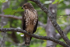 Broad-Winged Hawk photo 5