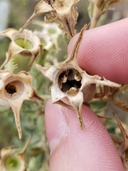 Mentzelia decapetala