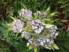 Anisotome latifolia