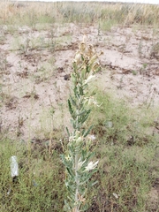 Mentzelia decapetala