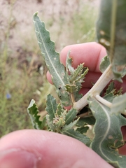 Mentzelia decapetala