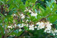 Elaeocarpus grandiflorus