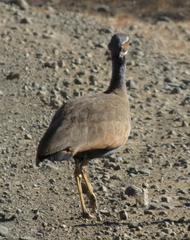 Eupodotis caerulescens