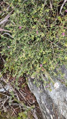 Indigofera sp9