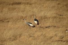 Balearica regulorum regulorum