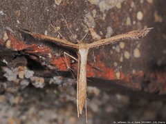 Stenoptilodes taprobanes