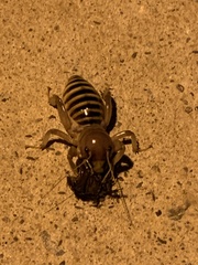 Ammopelmatus fuscus