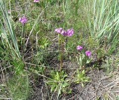 Primula longiscapa