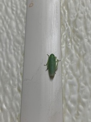 Gyponana angulata