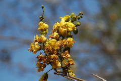 Erythrostemon mexicanus