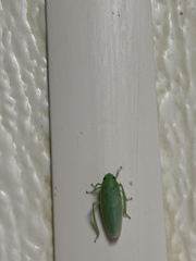 Gyponana angulata