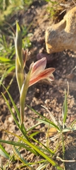 Gladiolus hyalinus