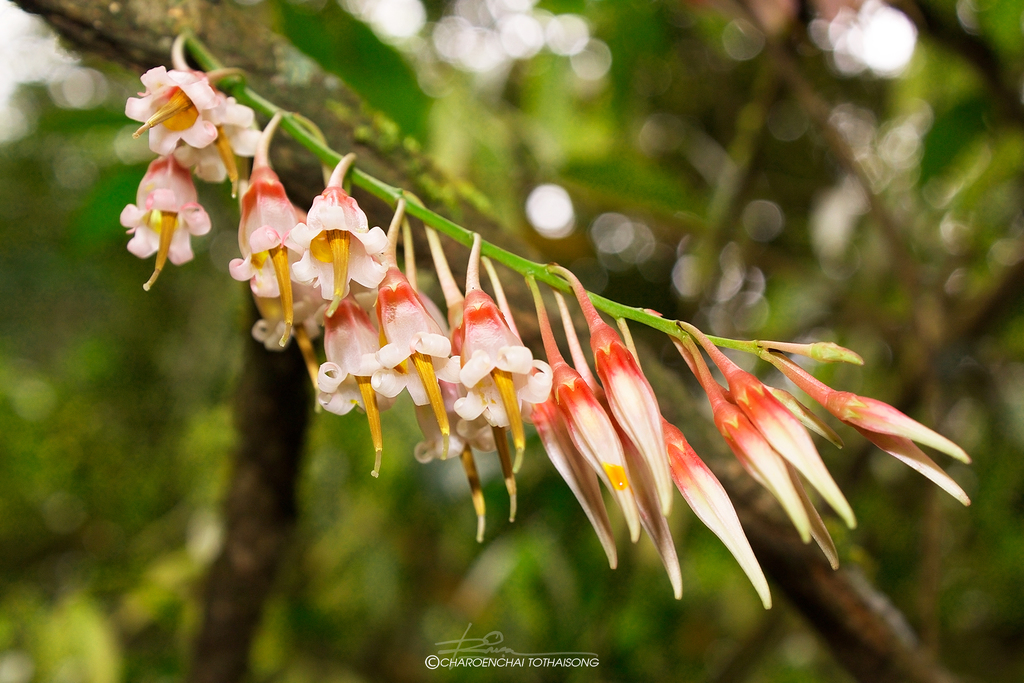 Agapetes lobbii (Agapetes lobbii)