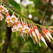 Agapetes lobbii - Photo (c) Binturong27, μερικά δικαιώματα διατηρούνται (CC BY-NC), uploaded by Binturong27