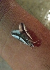 Euscirrhopterus poeyi