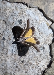 Euscirrhopterus poeyi