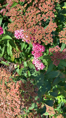 Spiraea japonica